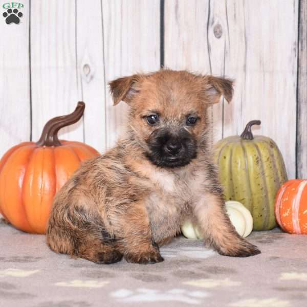 Nellie, Cairn Terrier Puppy